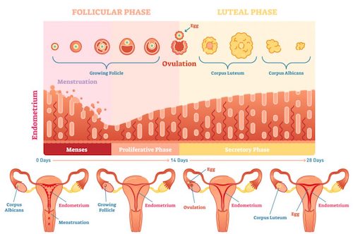 ciclo mestruale